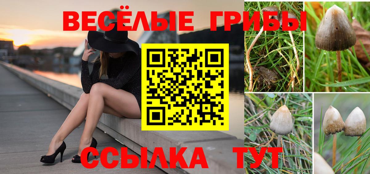 Псилоцибиновые грибы Psilocybine cubensis  Вход с VPN  Жуковский  Псилоцибиновые грибы Psilocybine cubensis 